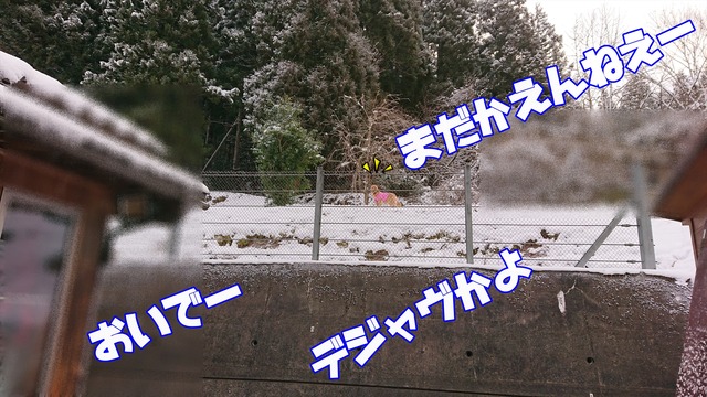 DSC_0491_R