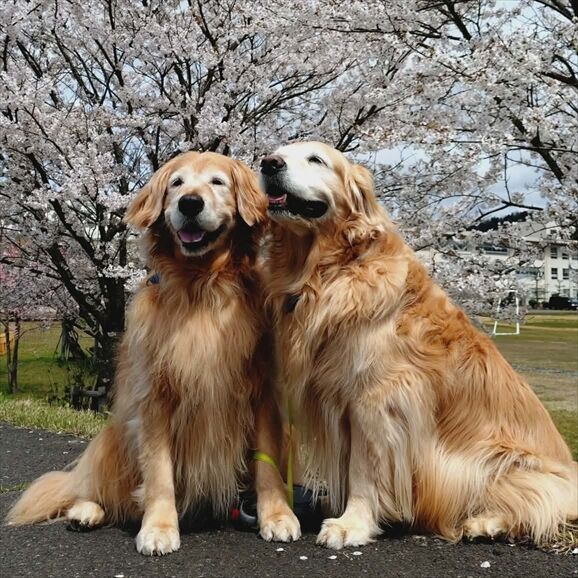 1a326d08-ccdb-45f9-8a4e-b6c4005ff718_R