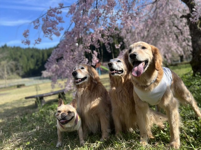 7b0afba9-08bd-4c3b-bb98-195633b73cd8_R