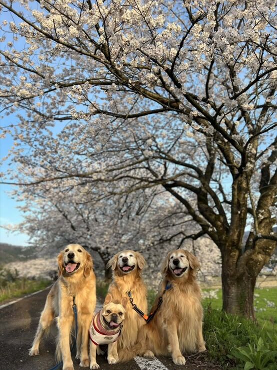 8ad163bd-550d-4ea4-9546-8db0304df4af_R