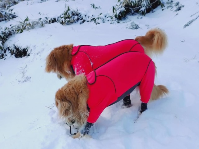 7221db64-b906-48d7-90dd-4b5b4f4c357e