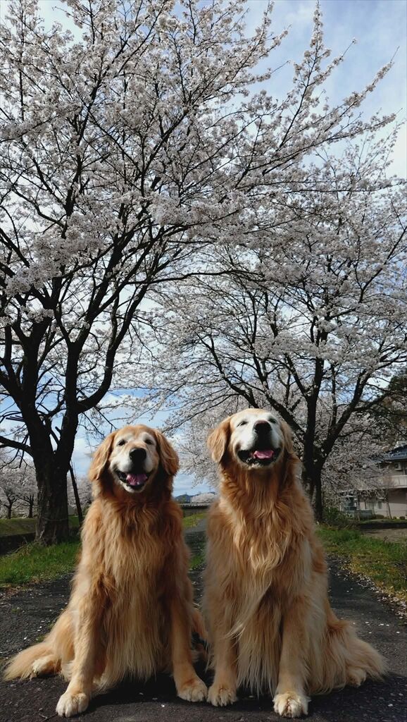 7ec266ea-5d91-45c0-b307-5861671b6190_R