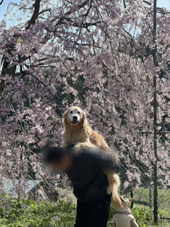 68985b3c-b3c4-4cb4-a480-83caa29b36b3_R