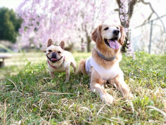 0047551d-d8f7-4ec5-a5c5-db4295076772_R