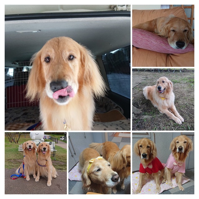 DSC_2496-COLLAGE