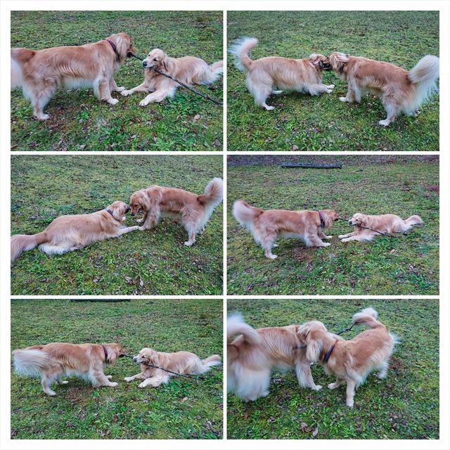 DSC_1879-COLLAGE_R