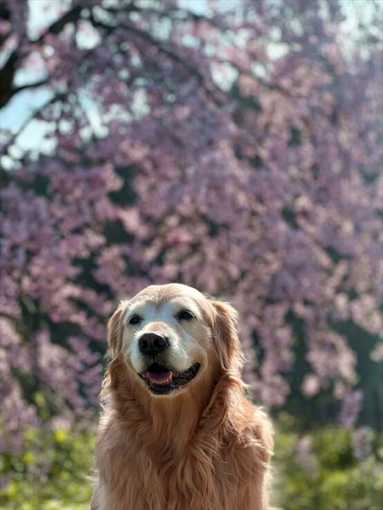 f568d6ba-2db2-4306-9fbd-656baae7de3e_R