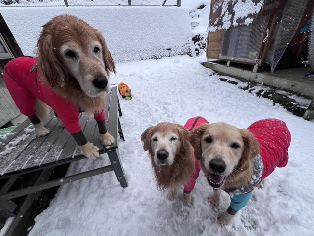 e3c6d41c-1d10-4a3b-beb0-8e70f6d0f75e