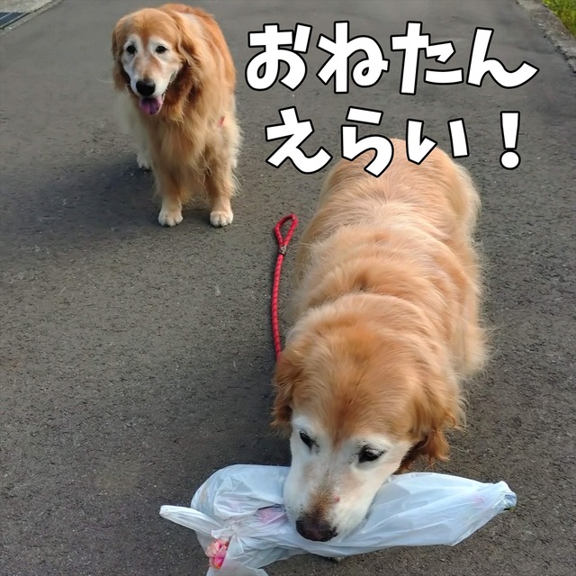abe0a735-eceb-49cc-a9f0-750e6d9333dd_R