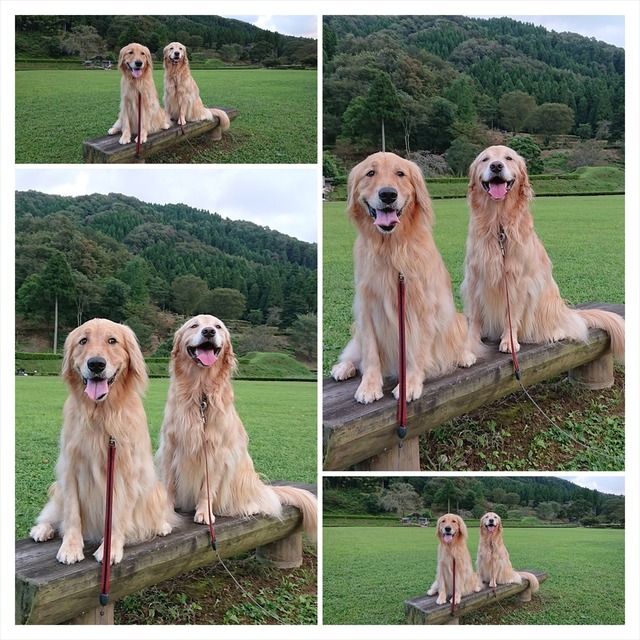 DSC_2334-COLLAGE_R