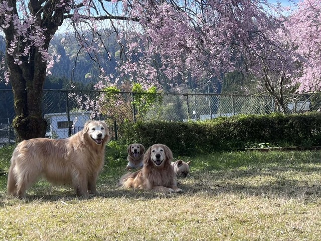 525f4931-b689-47c2-bcf4-0df52456ce48_R