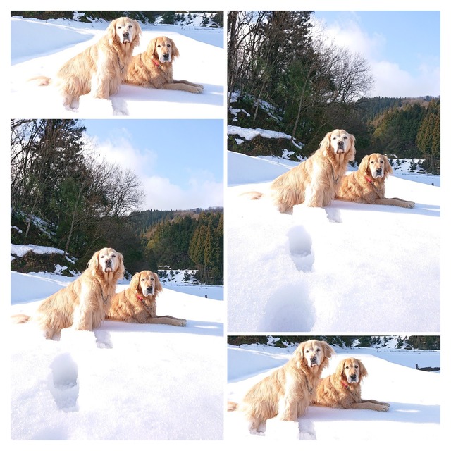 DSC_9664-COLLAGE