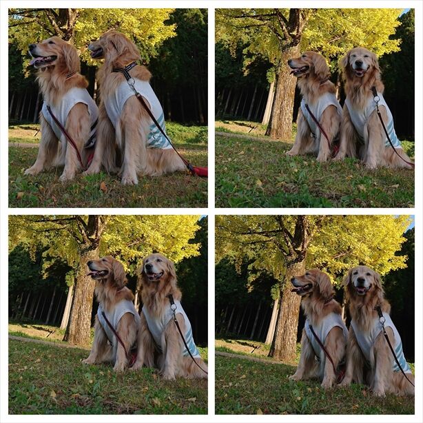 DSC_5384-COLLAGE_R