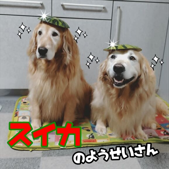 506688f8-095d-45ac-8274-5ca942299e7d_R