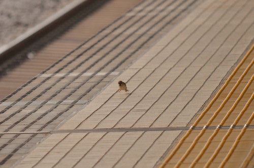 Dsc_0126_2