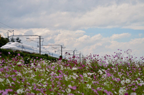 Dsc_6595 Dsc_6595