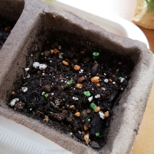 クリーピングタイム種まき5日目 Ohisama Mark