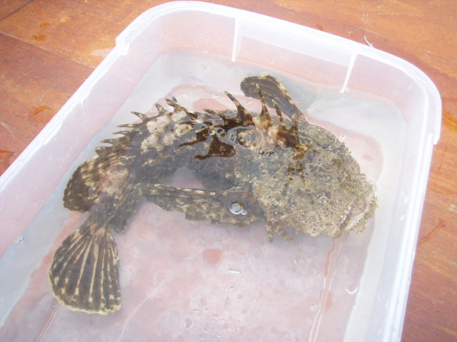 オニオコゼ すずえい丸船長の雑記帳