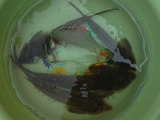 DSCF2864