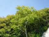DSCF6679