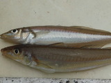 DSCF3867