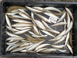 DSCN4937