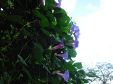 DSCF7398