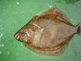 私が釣ったカレイ。