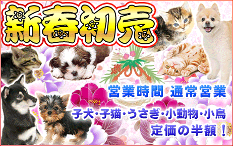 黒柴 ペットショップ 子犬50 Offで販売中 仙台市 登米市 栗原市 宮城県 ペットショップ鈴花 黒柴 ペットショップ 子犬50 Offで販売中 仙台市 登米市 栗原市 宮城県 ペットショップ鈴花