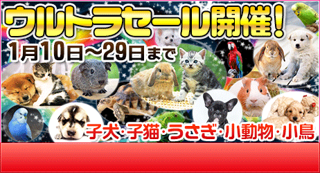 子猫格安セール中３万円 宮城県塩釜市ペットショップ鈴花 宮城県 ペットショップ鈴花
