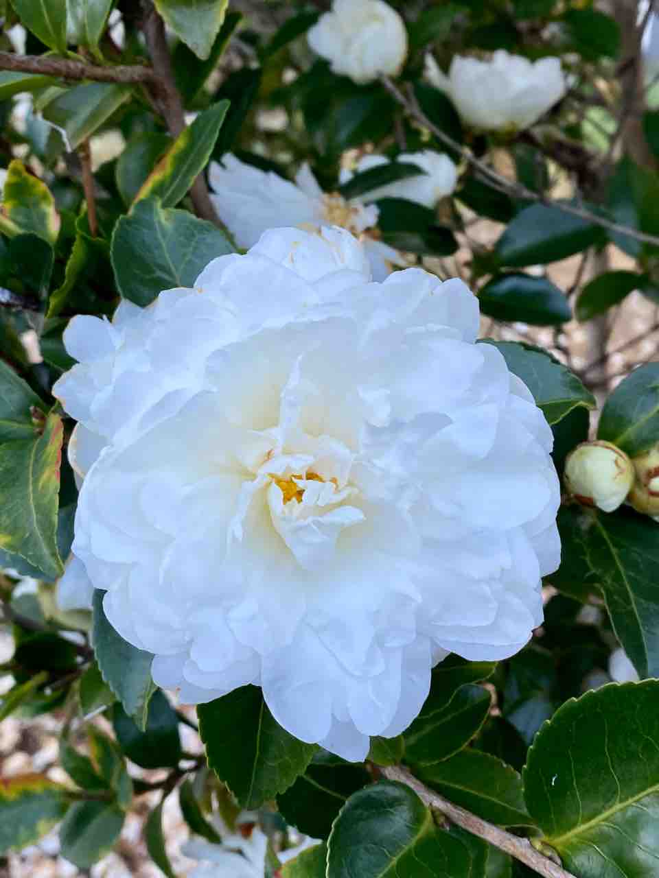 1/18(��)10��������������Ԥ��ޤ���(�������֤��ᤤ�ΤǤ��ְ㤨�ʤ��褦�ˤ��ꤤ���ޤ���)