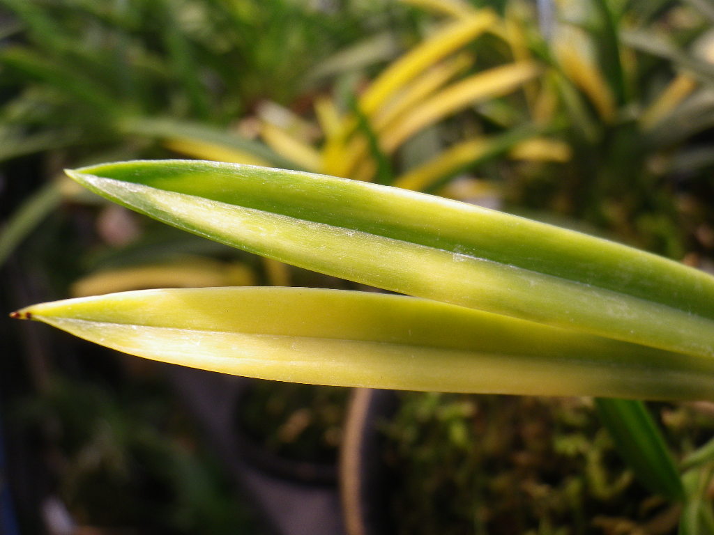 鈴風のこと : Suzukaな日々