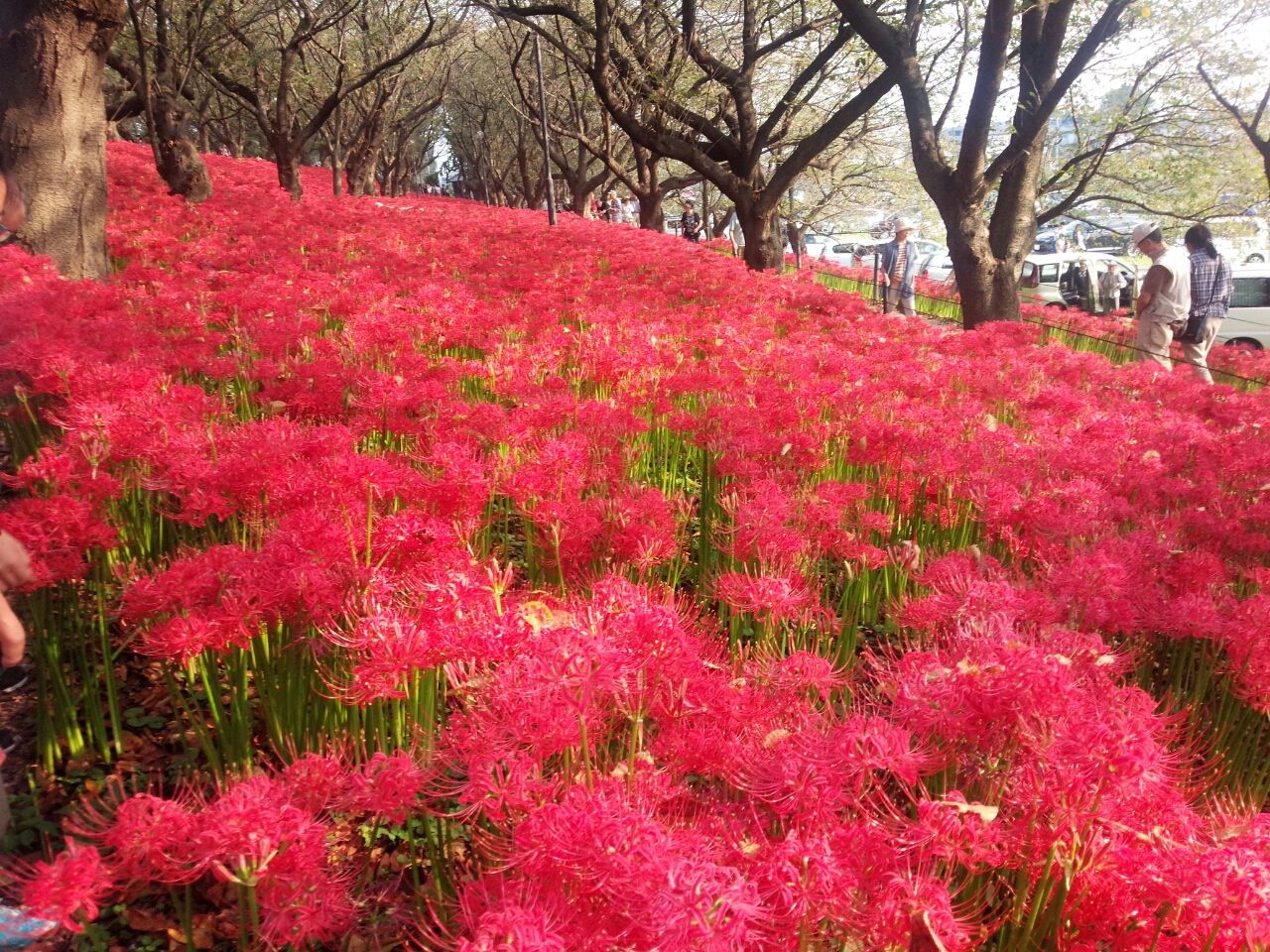 小旅行 幸手市権現堂公園曼珠沙華祭り 烟霞淡泊 小旅行 幸手市権現堂公園曼珠沙華祭り 烟霞淡泊
