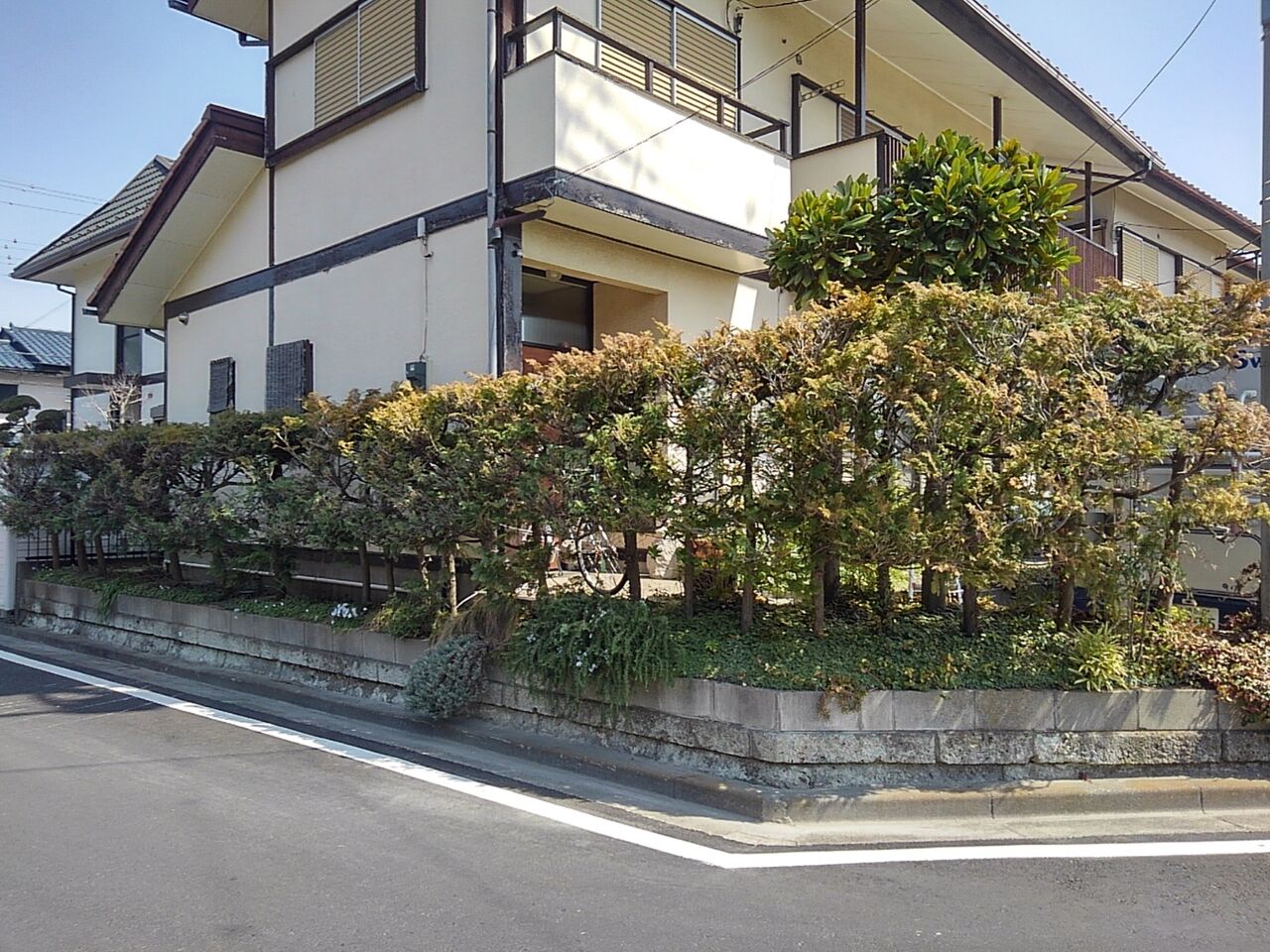 雑記帳 生垣の剪定 と言えるかしら の仕上げ 烟霞淡泊