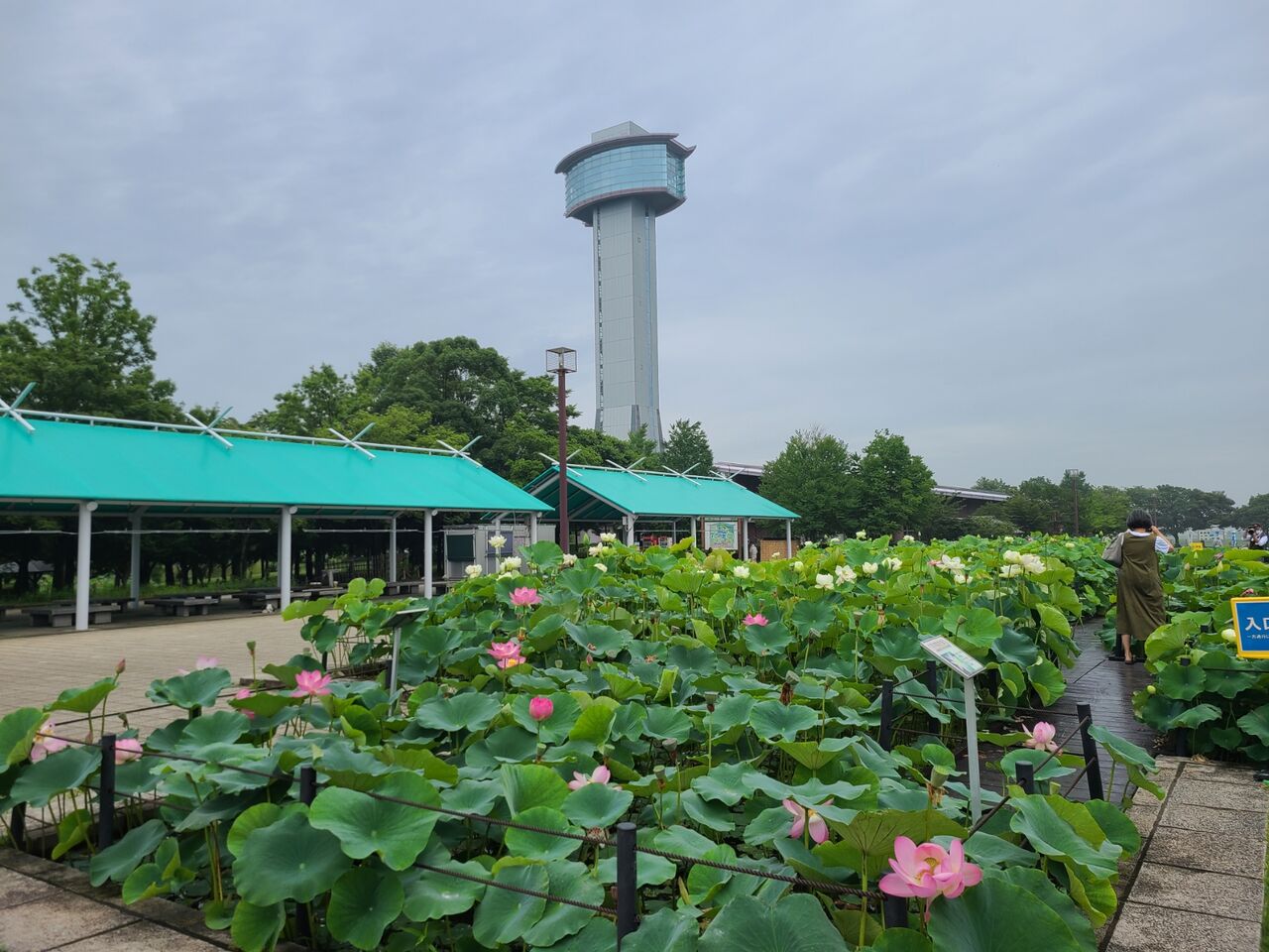 小旅行 埼玉県行田市の古代蓮の里 烟霞淡泊