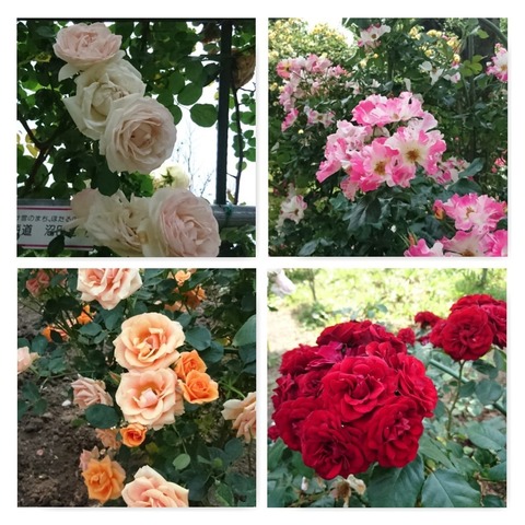 PhototasticCollage-2016-05-27-17-21-22
