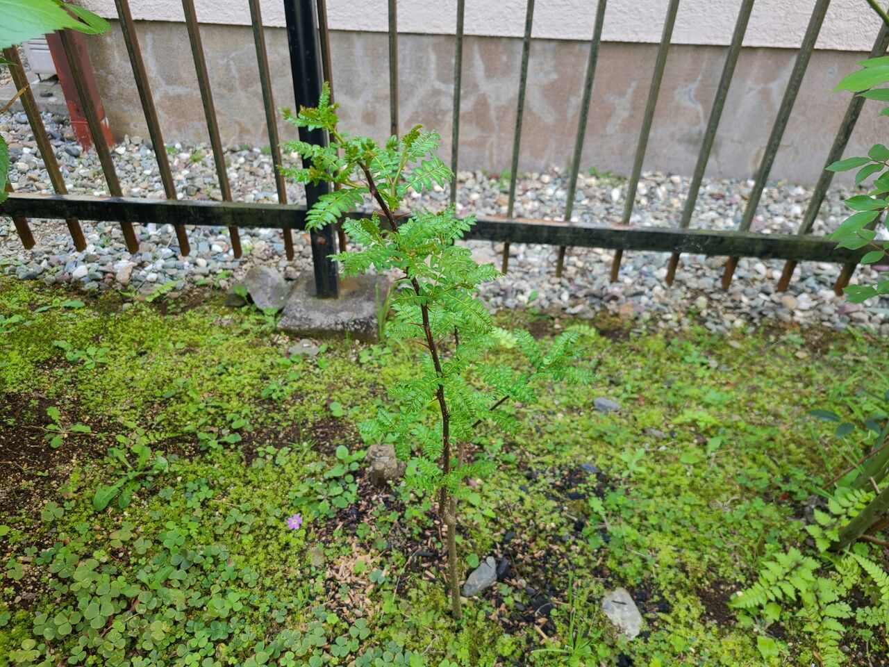 雑記帳 山椒の芽 烟霞淡泊