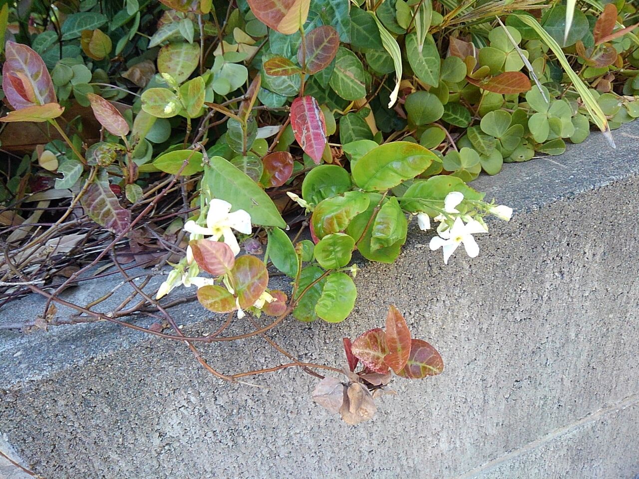 雑記帳 ハツユキカズラの花 烟霞淡泊