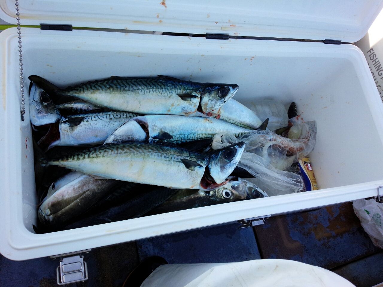 Hd限定鯖 釣り すべての魚の画像 Hd限定鯖 釣り すべての魚の画像