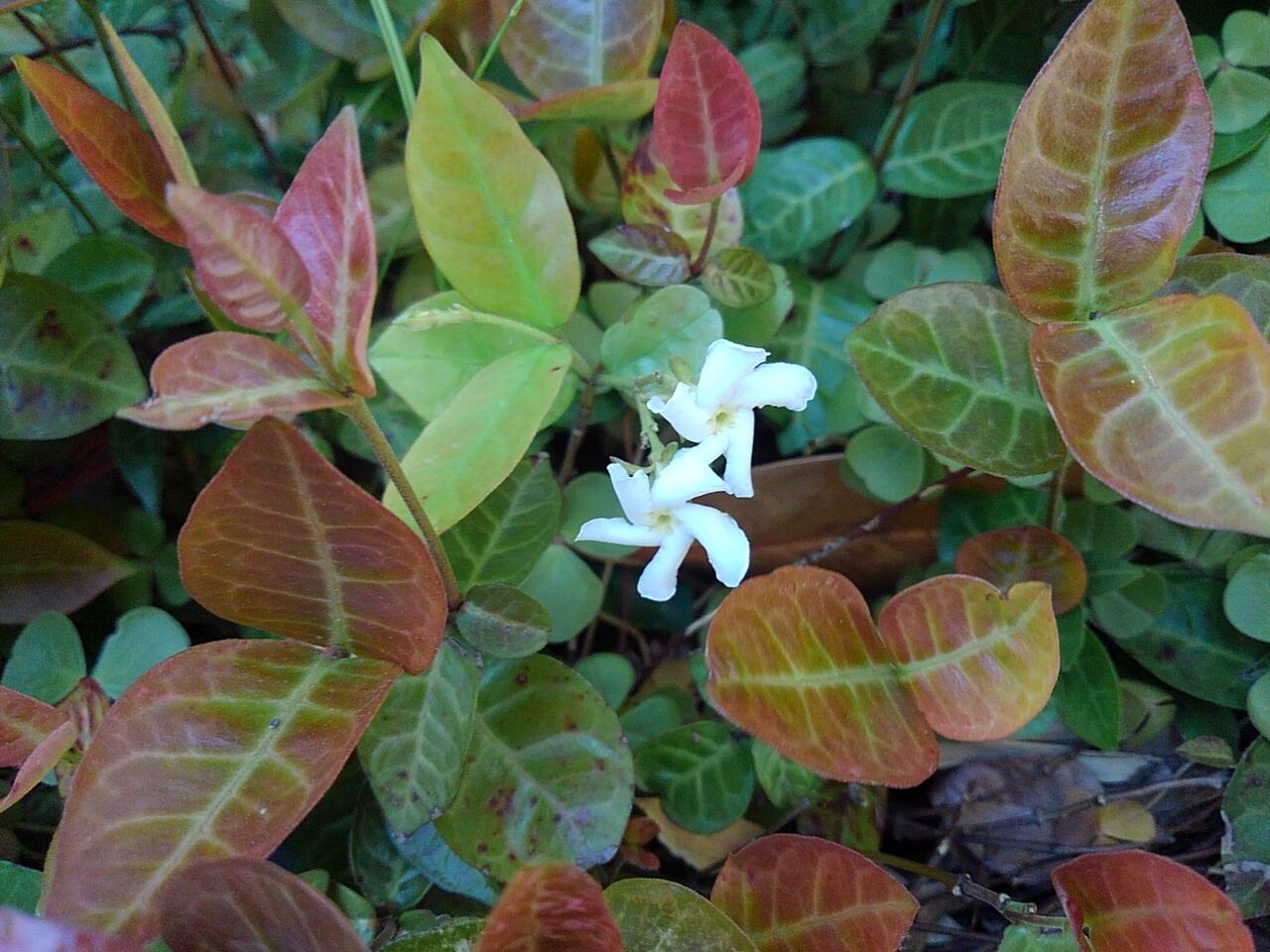 雑記帳 ハツユキカズラの花 烟霞淡泊