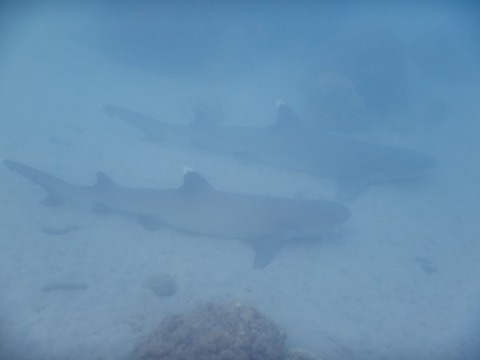 DSCN0034