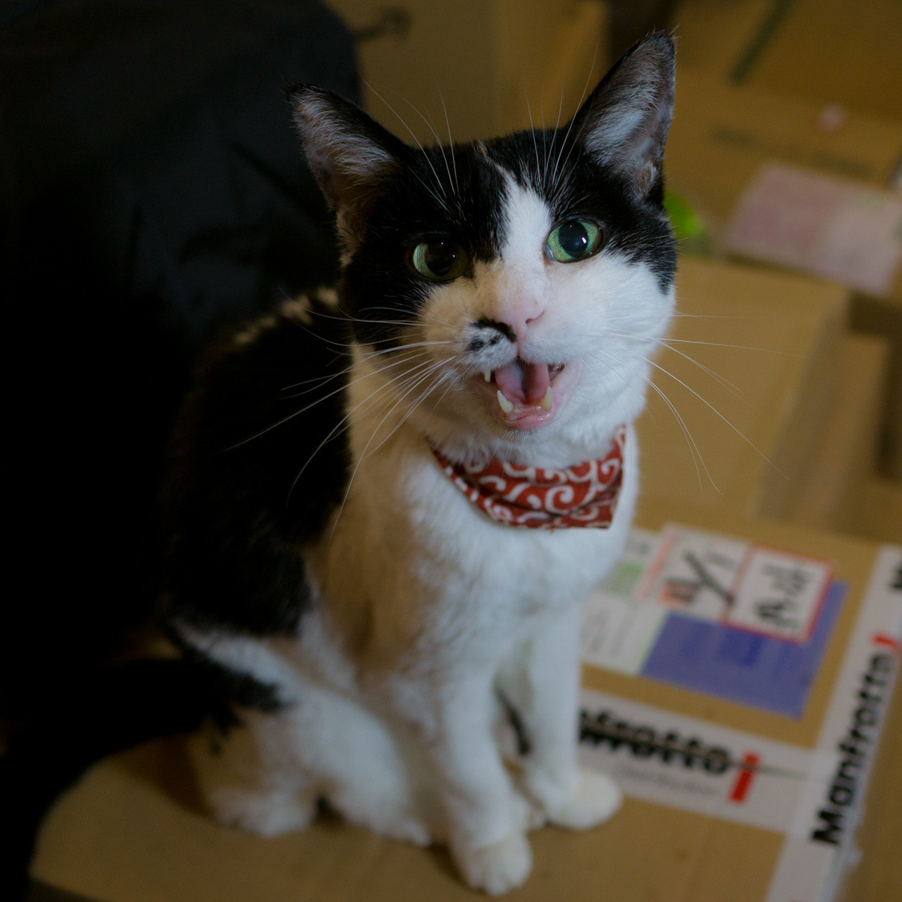 まなかが虹の橋を渡りました。 : ～猫の鼻～ suzukineko photo blog
