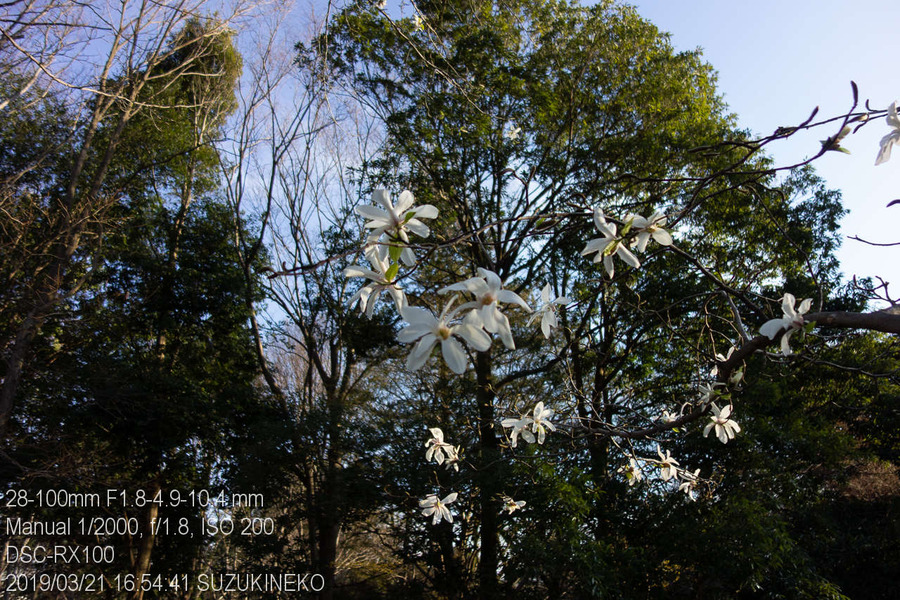 Lr8-20190321-_DSC4543-RX100