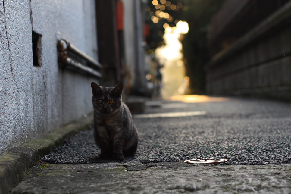 路地裏 猫の鼻 Suzukineko Photo Blog