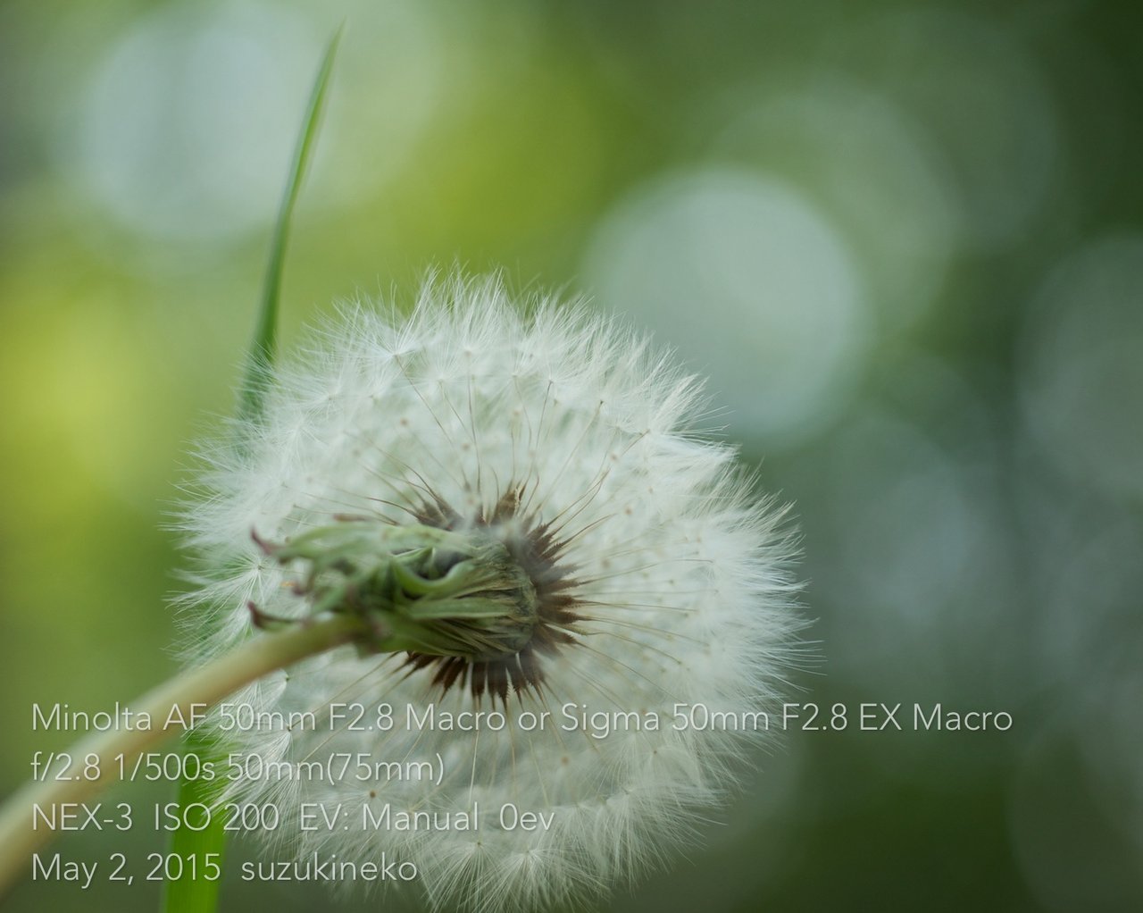 ミノルタα50F2.8マクロ ミノルタ Minolta AF Macro 50mm F2.8 Sony Aマウント – Natural