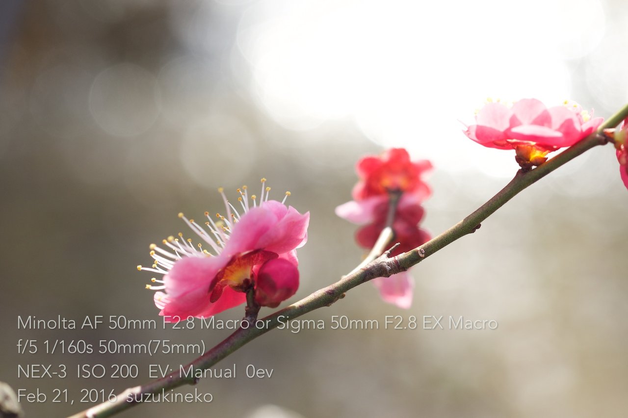ミノルタα50F2.8マクロ ミノルタ Minolta AF Macro 50mm F2.8 Sony Aマウント – Natural