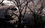 sakura2006-1