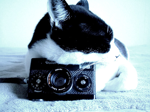 Rollei 35 S 猫の鼻 Suzukineko Photo Blog