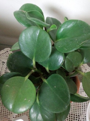 ペペロミア 地球にいて識ること