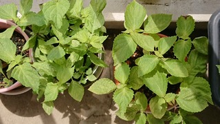 _20180819_124004